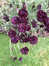 Cornflower- Black Ball