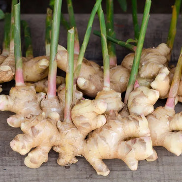 Ginger (Rhizome)