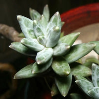 Heirloom Non-GMO Pachyphytum Flower Seeds for Planting – Succulent Blooms for Rock Gardens