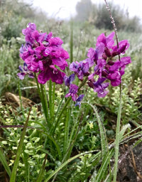 Heirloom Non-GMO Oxytropsis Lambertii Flower Seeds – Rare Wildflower Seeds for Planting - Non-GMO for planting in home garden