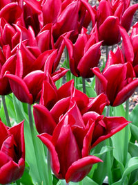 Lasting Love Tulip Seeds