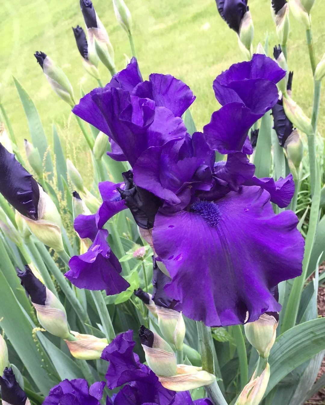 Renascent Reblooming Bearded Iris Seeds