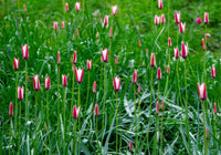 Peppermint Stick Tulip Seeds