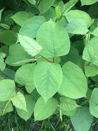 Heirloom Fallopia Multiflora Flower Seeds for Planting, Non-GMO