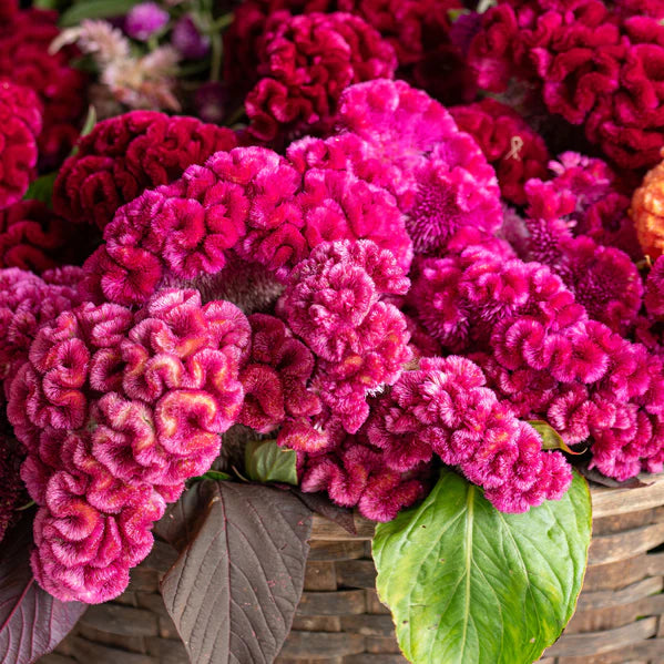 Cramer’s Rose – Celosia Seed