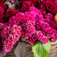 Cramer’s Rose – Celosia Seed