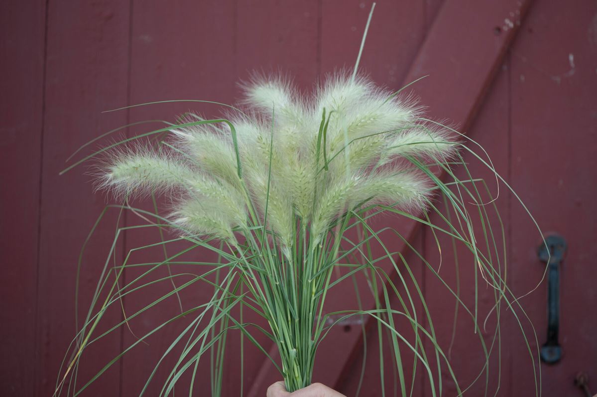 Feathertop – Ornamental Grass Seed
