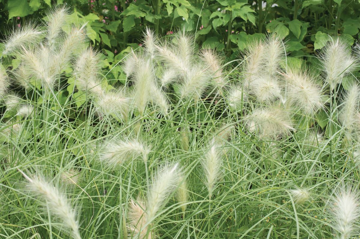 Feathertop – Ornamental Grass Seed