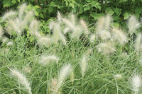Feathertop – Ornamental Grass Seed