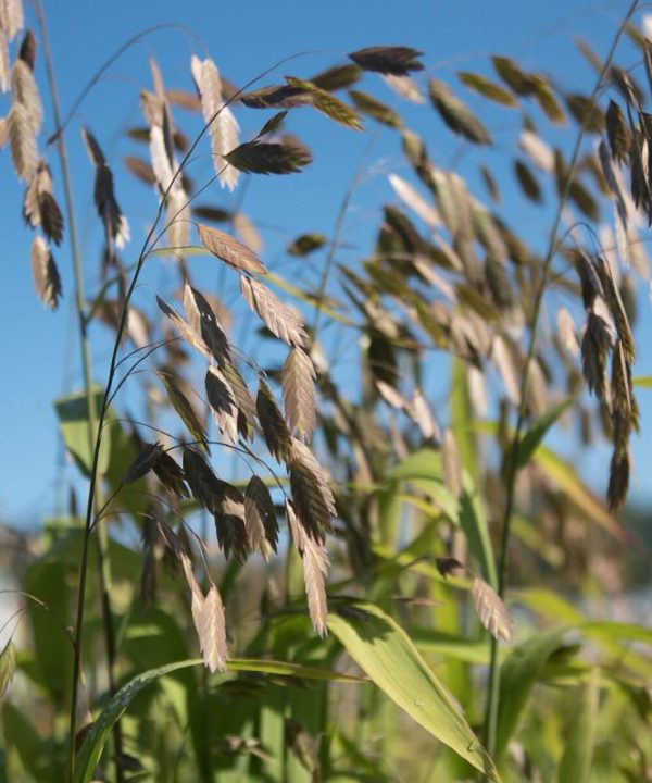 Silver Tip – Ornamental Grass Seed