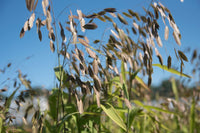 Northern Sea Oats – Organic Grass Seed