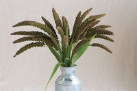 Highlander – Ornamental Grass Seed