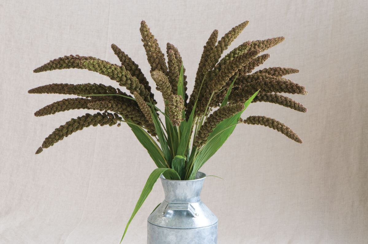 Highlander – Ornamental Grass Seed