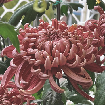 Red Giant Chrysanthemum Seeds