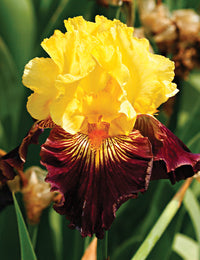 Pirate Ahoy Bearded Iris