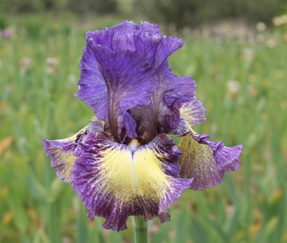 Foolish Dreamer Bearded Iris Seeds