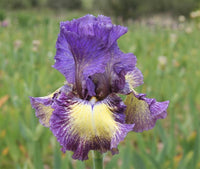 Foolish Dreamer Bearded Iris Seeds