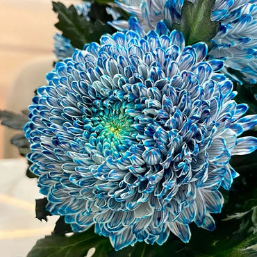 Peony Chrysanthemum Flower Seeds