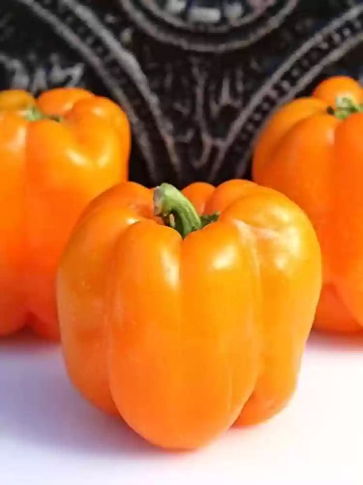 Gourmet – Bell Pepper Seed