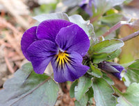 Organic Violet Johnny Jump Up Flower Seeds for Planting – Heirloom, Non-GMO