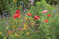 Northern Lights Mix – Flower Seed