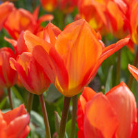 Orange Emperor Tulip Seeds