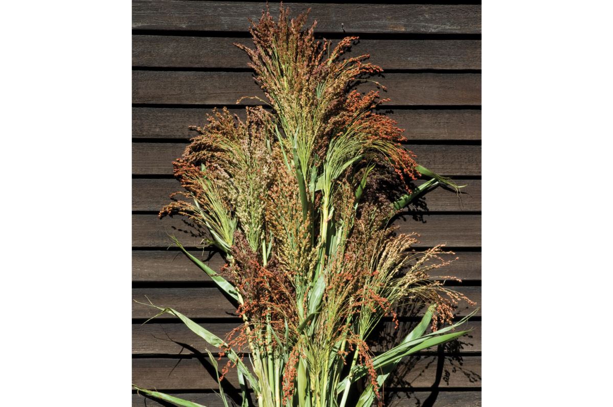 Colored Uprights – Broom Corn Seed