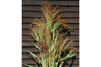 Colored Uprights – Broom Corn Seed