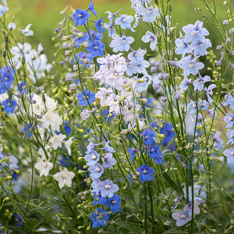 Delphinium- Connecticut Yankees
