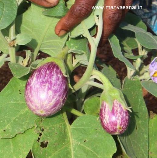 Brinjal Purple Round Vegetable Seeds