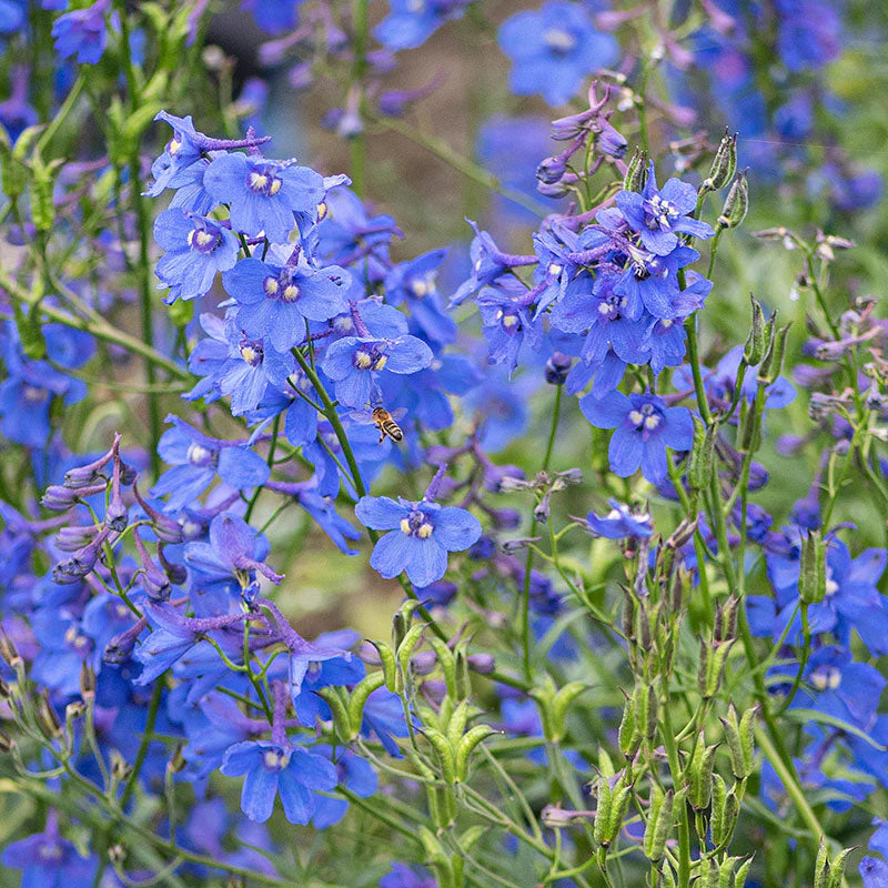 Belladonna Mix – Delphinium Seed