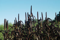 Purple Majesty – Ornamental Grass Seed