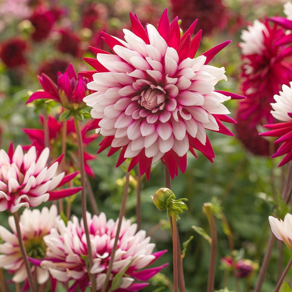 Rebecca's World Dahlia