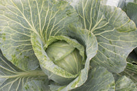 Storage No. 4 – Cabbage Seed