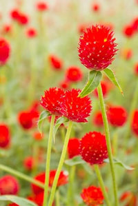 Gomphrena Red Flower Seeds