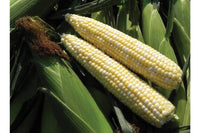 Latte – Treated Corn Seed