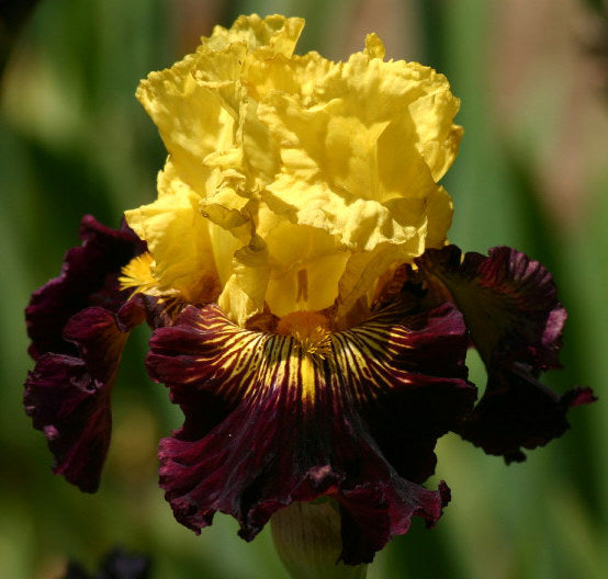 Pirate Ahoy Bearded Iris