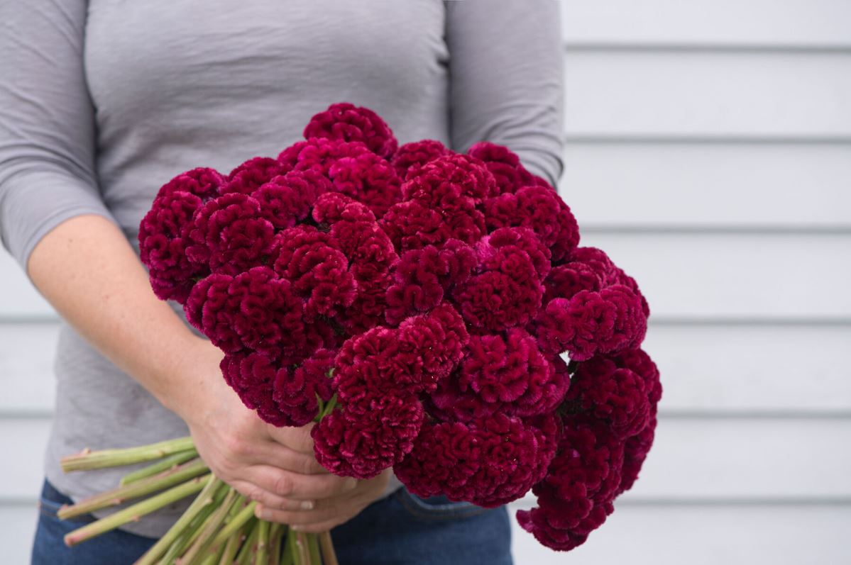 Cramer’s Burgundy – Celosia Seed