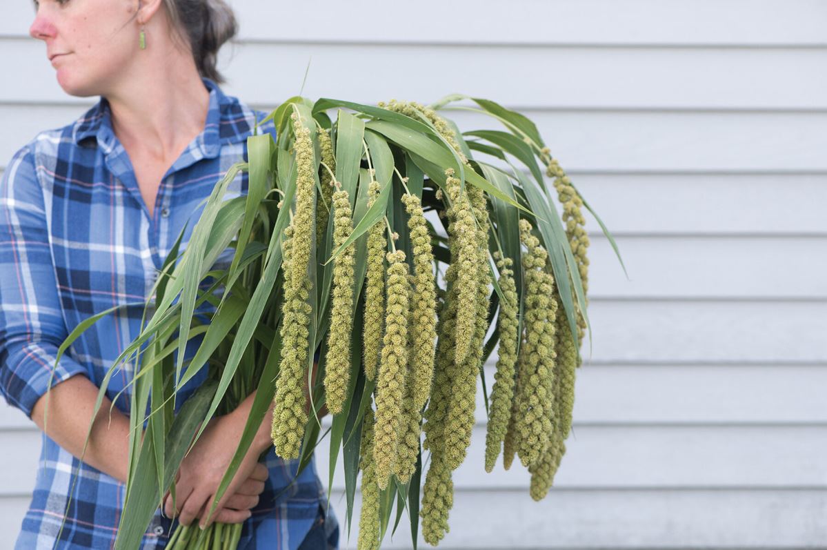 Lime Light Spray Millet – Ornamental Grass