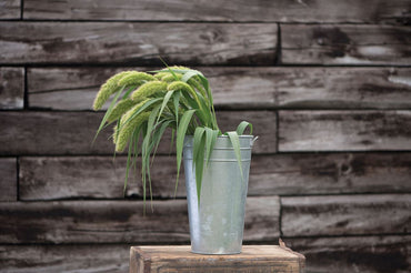 Lime Light Spray Millet – Ornamental Grass