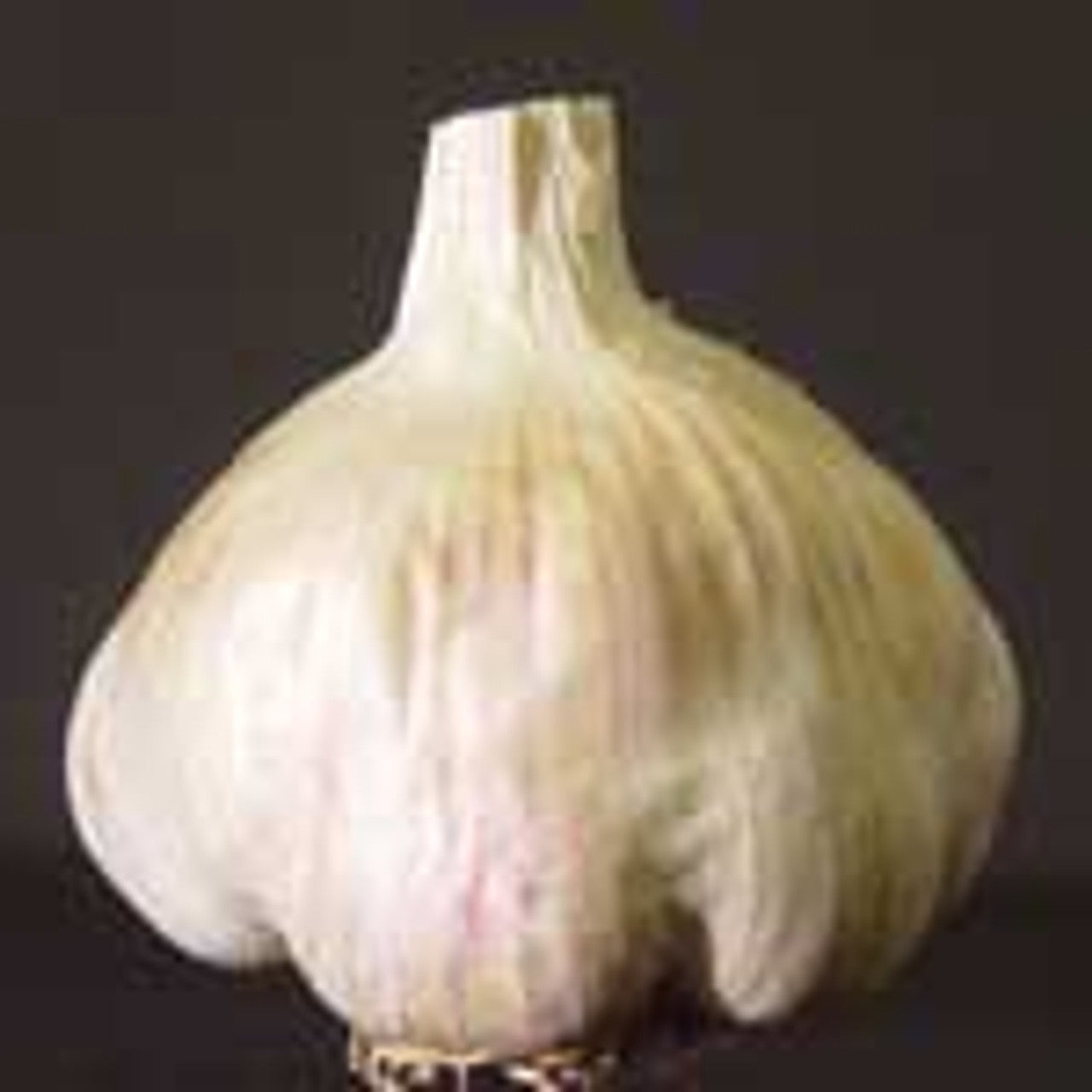 Inchelium Red – Garlic s