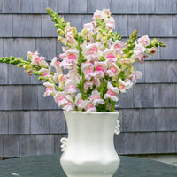 Snapdragon- Appleblossom