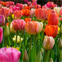 Colour Fun Tulip Mixture Seeds