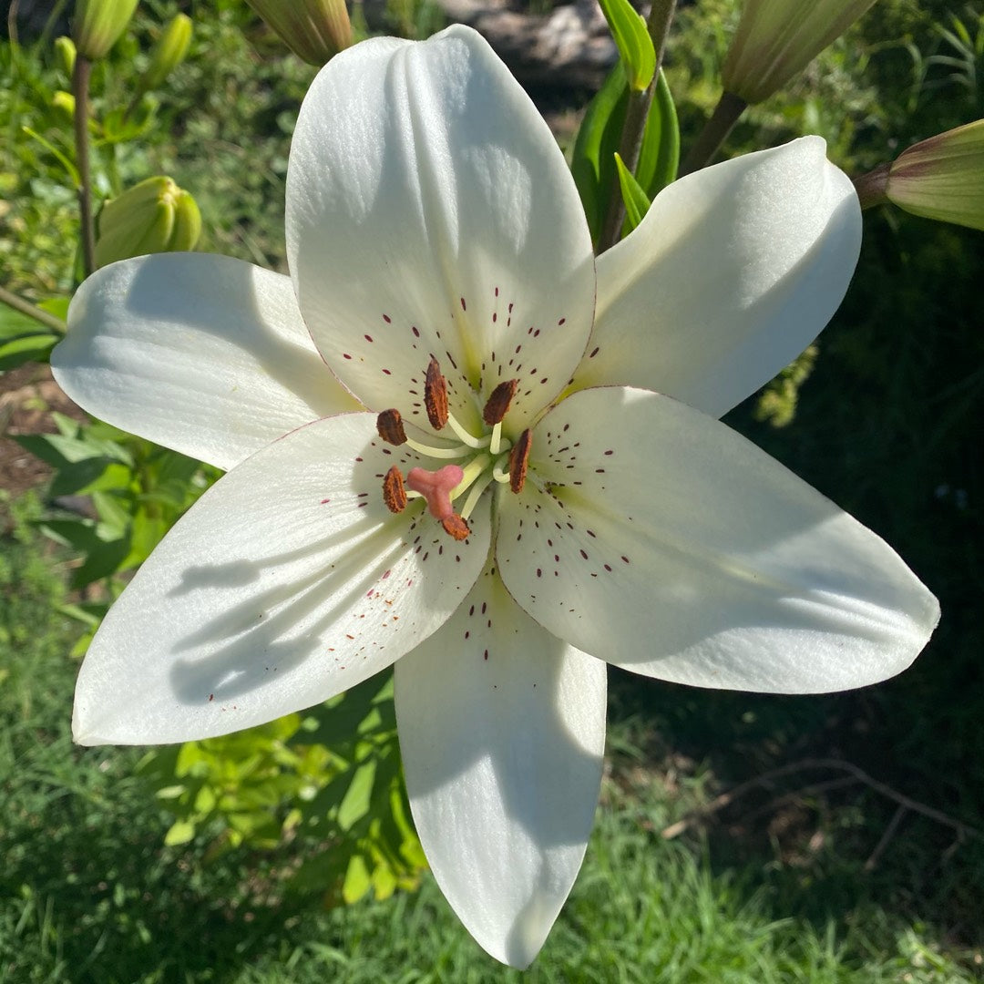 Eyeliner Lily