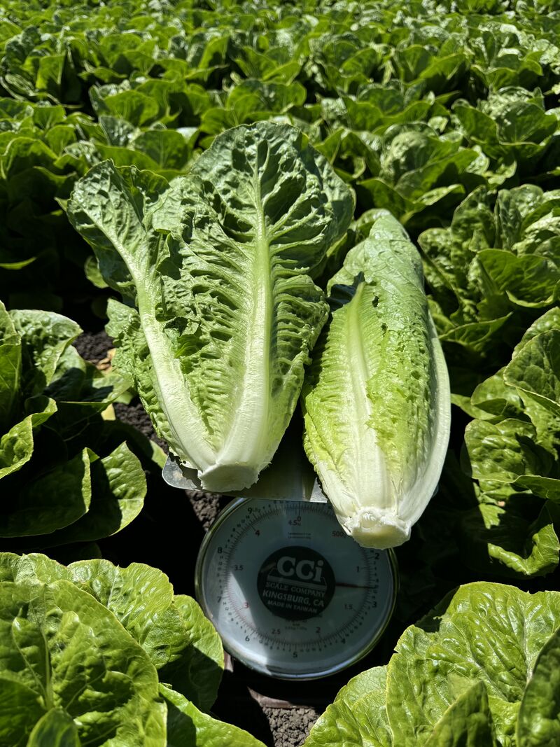 Sunland -Romaine Seeds