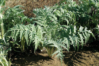 Porto Spineless – Cardoon Seed