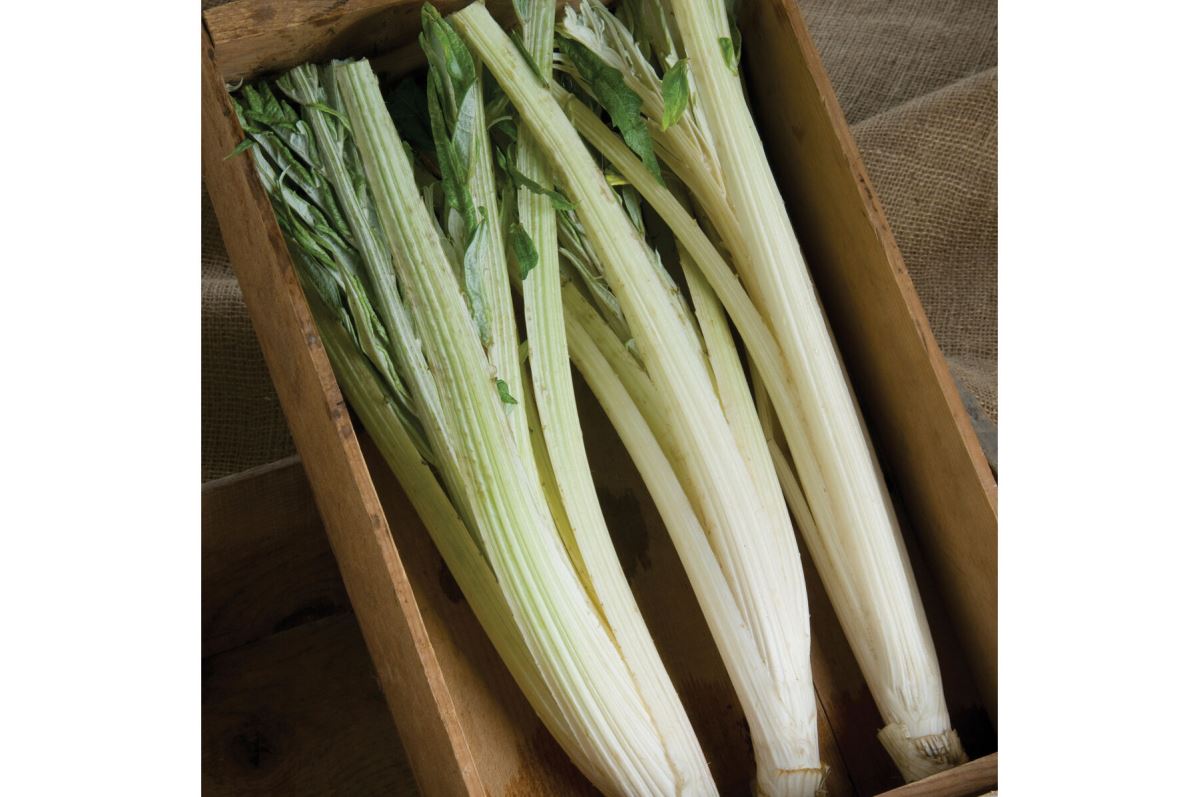 Porto Spineless – Cardoon Seed