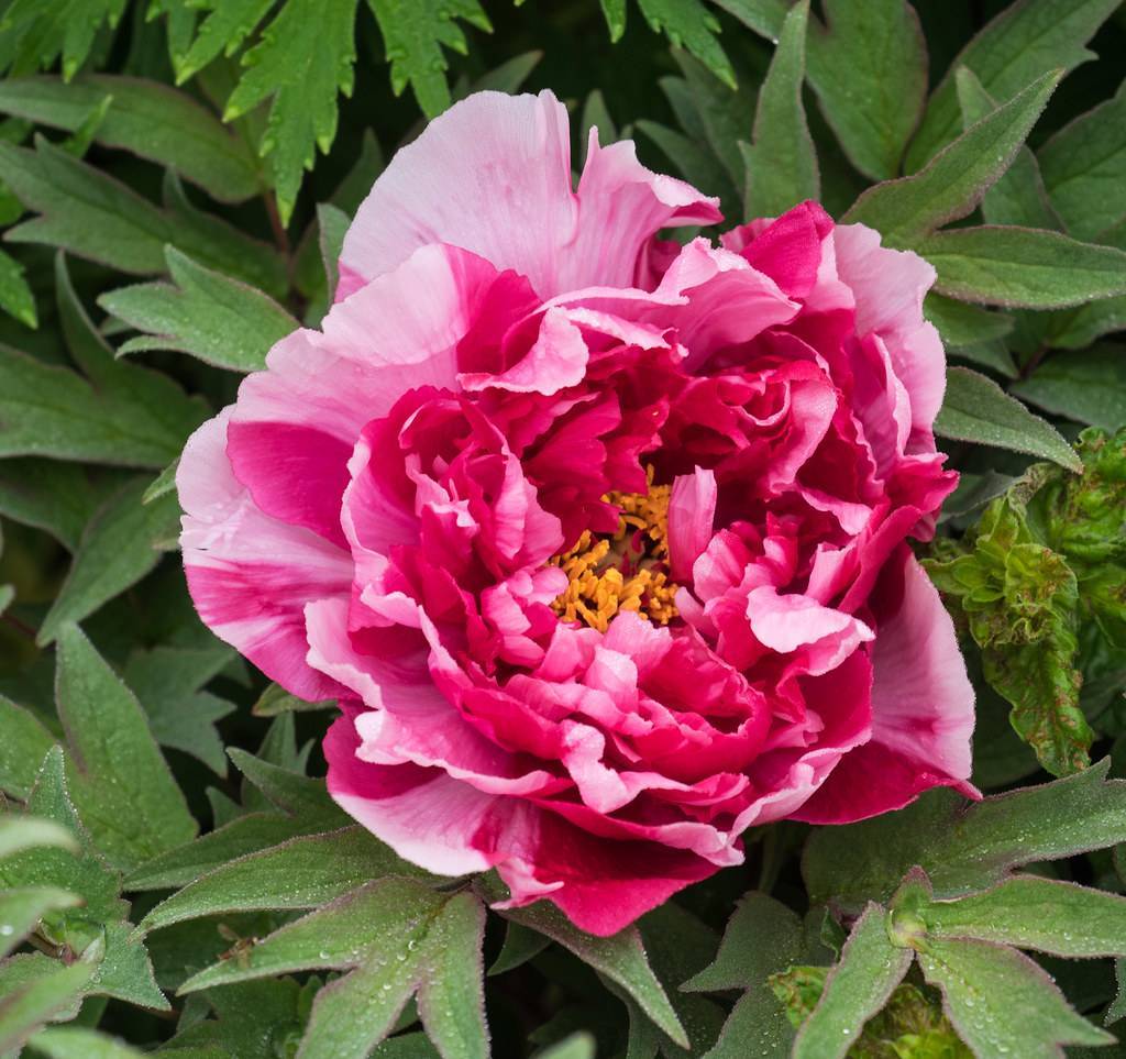 Shima-Nishiki Tree Peony