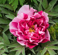 Shima-Nishiki Tree Peony