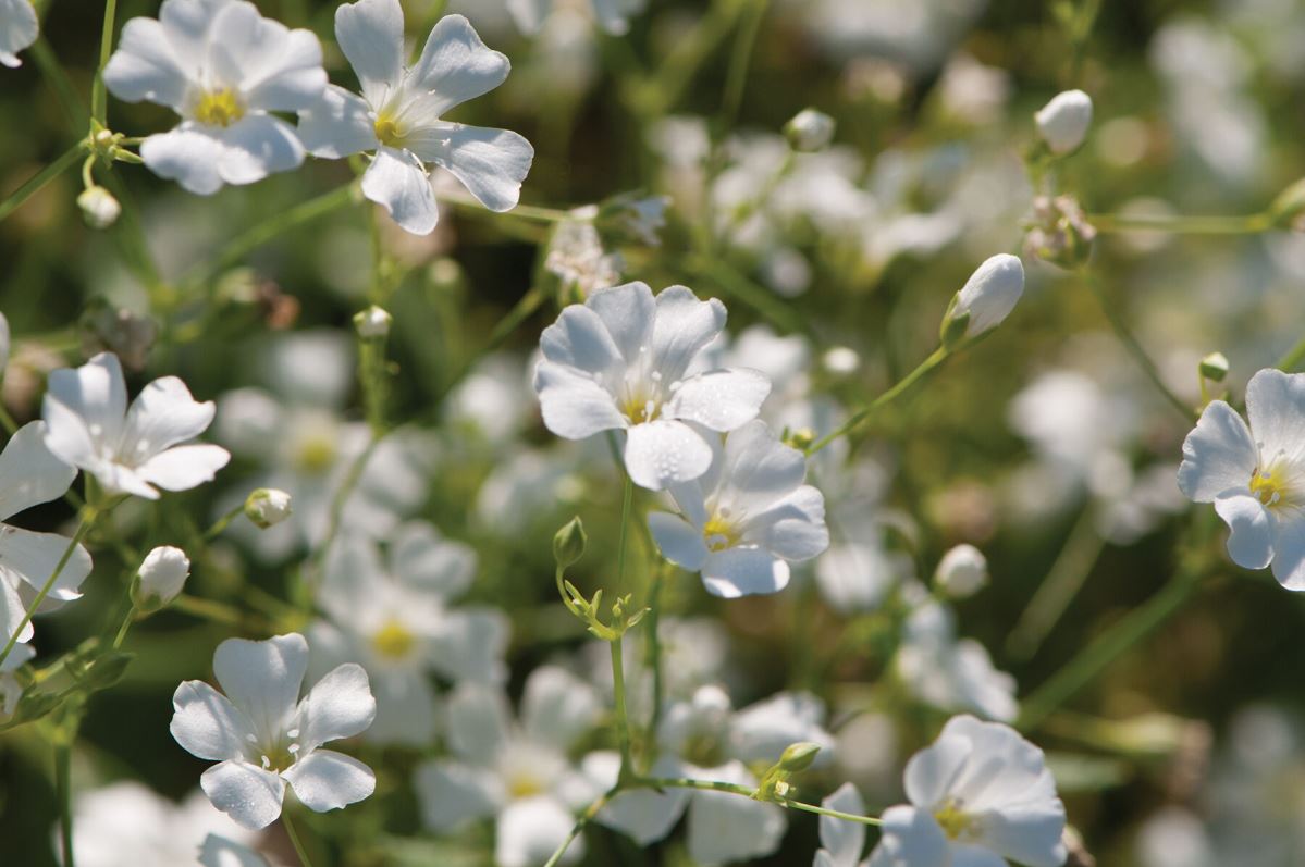 Covent Garden Market – Gypsophila Seed